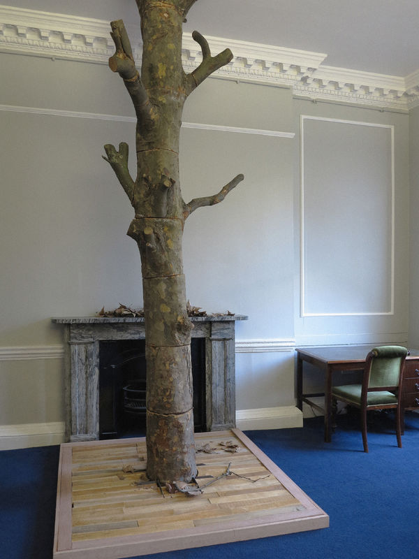The Tree in the Library